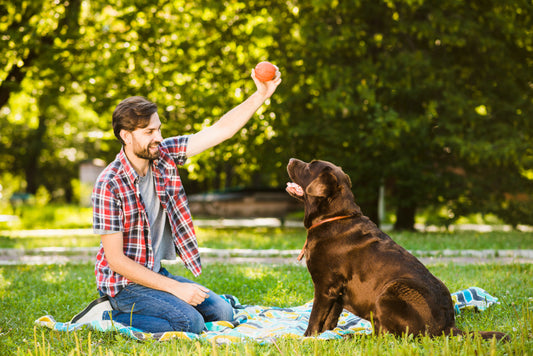 Raw Feeding Revolution: Why Dogs Thrive on a Raw Diet