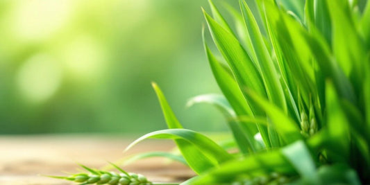 Fresh barley grass for pug constipation relief.