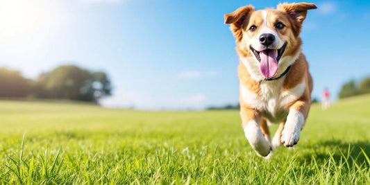 Happy dog running on grass, showing healthy joints.