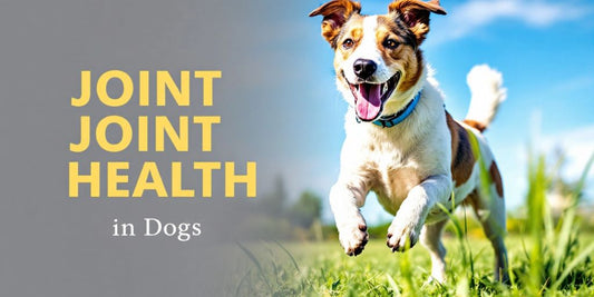 Happy dog running on grass, illustrating joint health.