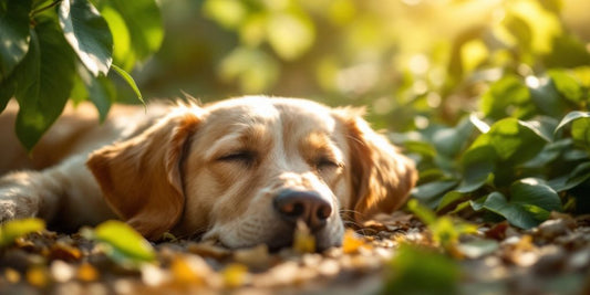 A calm dog among ashwagandha plants outdoors.