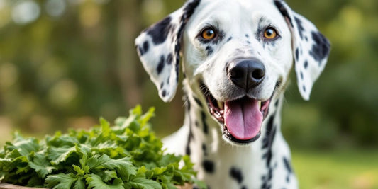 Dalmatian dog with kelp supplement in natural setting.