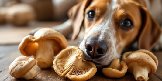 Shiitake mushrooms with a whippet dog in background.
