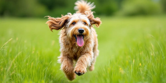 Otterhound running joyfully in a green field.
