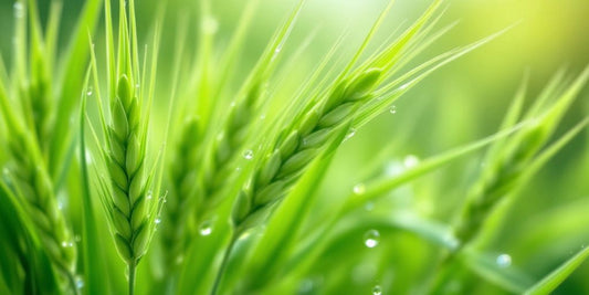 Fresh barley grass with dew drops on green blades.