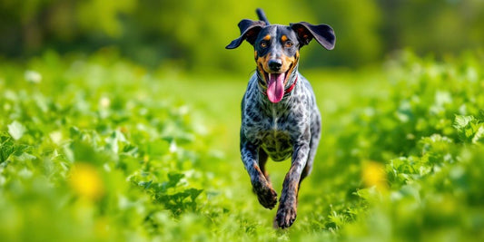 Bluetick Coonhound running in a green field with beets.
