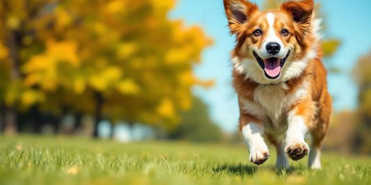 Happy dog running in a green park.