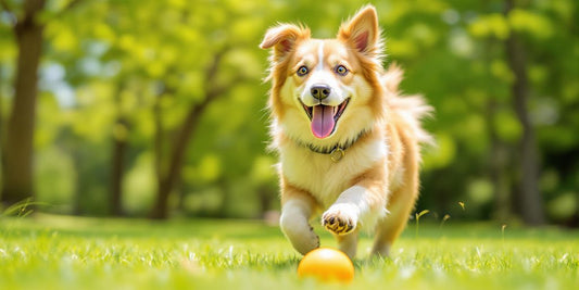 Happy dog playing fetch in a sunny park.