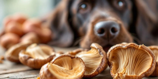 Shiitake mushrooms with a flat-coated retriever in background.