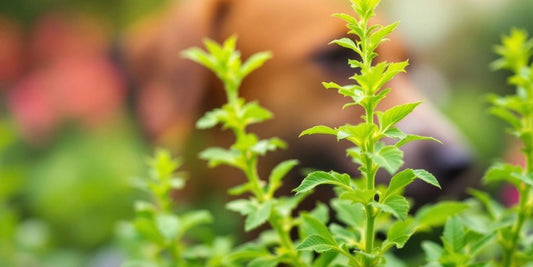 Fresh alfalfa plants with vibrant green leaves in garden.