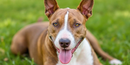 Bull Terrier with shiny coat on grassy lawn.