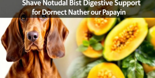 Bloodhound with papaya fruit for digestive support.