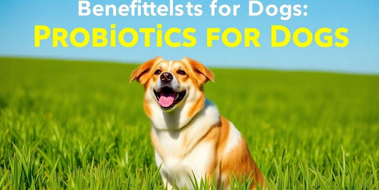 Healthy dog in a green field looking vibrant and happy.