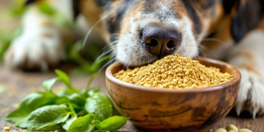 Dog enjoying ashwagandha powder in a bowl.