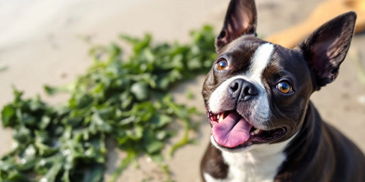 Boston Terrier with kelp on a beach.
