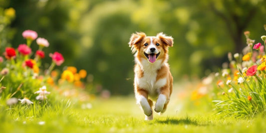 Happy dog running in a sunny park.