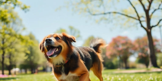 Healthy dog playing in a sunny green park.