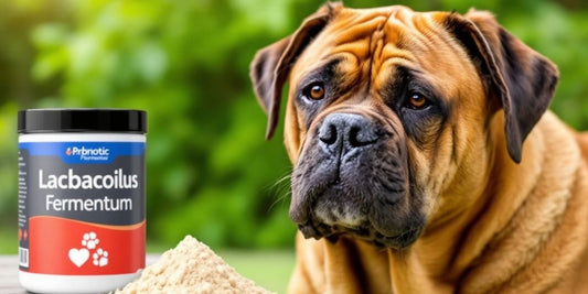 Bullmastiff dog with Lactobacillus Fermentum probiotic powder.