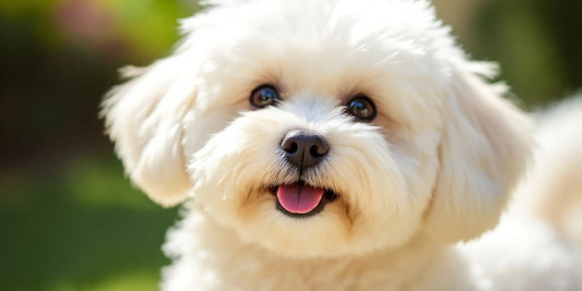Bichon Frise with bright eyes and fluffy coat outdoors.