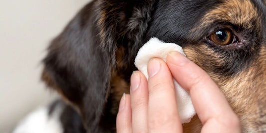 Dog getting its ear cleaned with cotton ball.