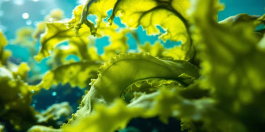 Close-up of green kelp underwater in sunlight.