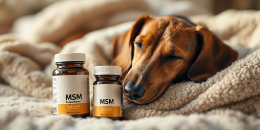 Dachshund resting with MSM supplement bottles nearby.