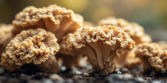 Maitake mushrooms in a natural setting for health.