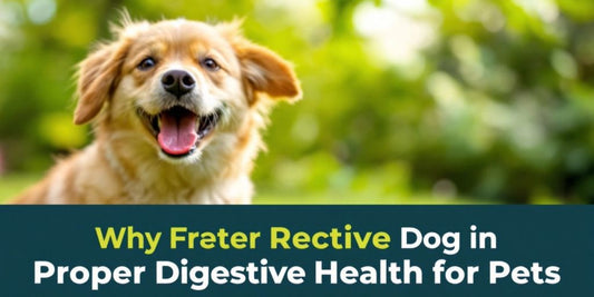 Happy dog playing outdoors, symbolizing natural digestive health.