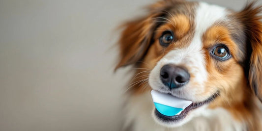 Happy dog with dental wipe for oral care.
