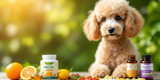 Healthy poodle with cognitive supplements in a green setting.