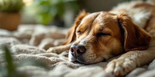 Calm dog resting peacefully in a natural setting.