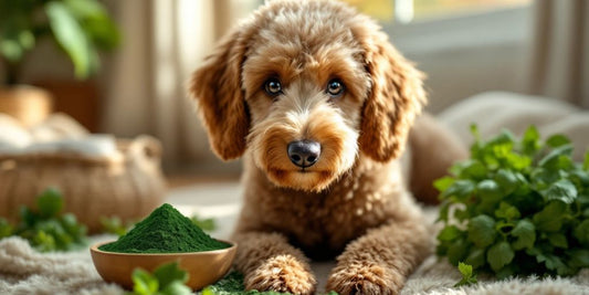Senior poodle with spirulina and greens in sunlight.