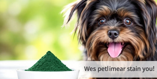 Havanese dog with spirulina powder in a natural setting.