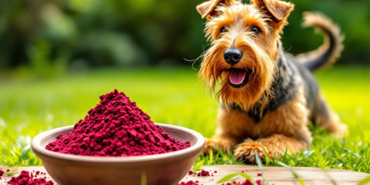 Airedale Terrier playing with beet root powder nearby.