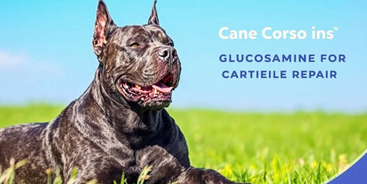 Cane Corso playing in a green field.